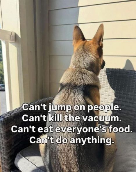 dogg cant do anything.jpg